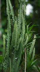 Euphorbia trigona with sharp thorns in tropical garden