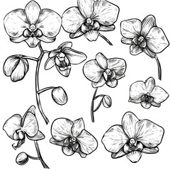 Exotic Orchids in doodle style. Vector hand-drawn black line design elements. Graceful varieties like moth orchids, slipper orchids, and dendrobiums.
