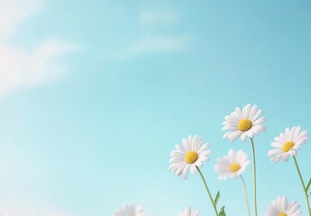 Delicate Daisies against a Light Sky: A Breathtaking Floral Display