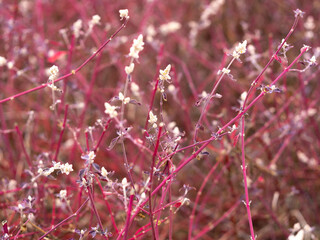 Flower garden in a park on a sunny day. Flowers are blooming in spring.