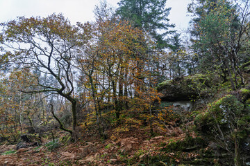 Des arbres majestueux s'élèvent au-dessus de rochers recouverts de mousse, parsemés de feuilles d'automne dans la forêt enchanteresse de Huelgoat.