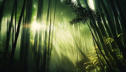 Bamboo forest at sunrise, banner