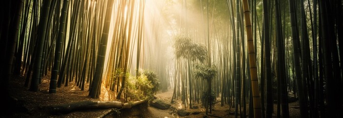 Bamboo forest at sunrise, banner