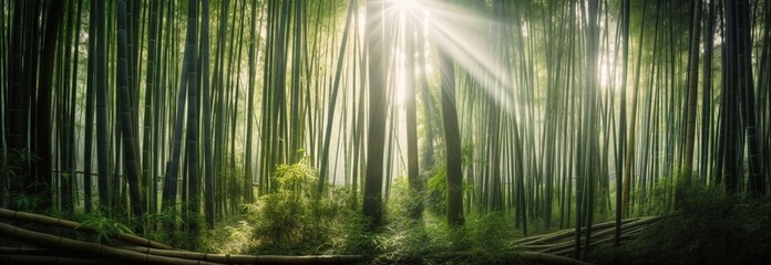 Bamboo forest at sunrise, banner