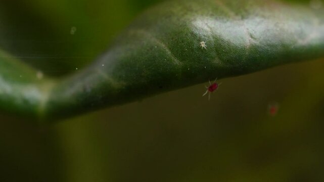 4k macro video footage of Spider mites (Tetranychus urticae) colony infected on plant leaves. Plants pests or diseases are usually caused by insects, fungi, bacteria or viruses.