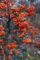 Natural Elegance: Pyracantha coccinea (scarlet firethorn or red-fruited thorn). The bright orange berries are gathered into neat clusters against a blurred background of branches and fruit.