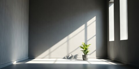Minimalist Room Interior Design Sunlight Streaming Through Windows Illuminates a Simple Plant in a Modern Space