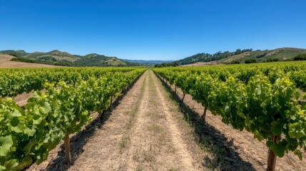 Vineyard Rows Rural Landscape Sunny Day Agriculture