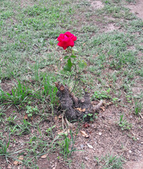 Última rosa