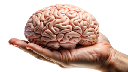Hand holding a human brain model, showing detail and texture, isolated on white background. PNG transparent.
