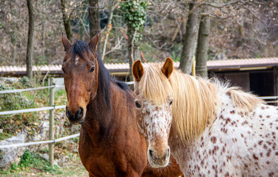Two horses, one bay and one with an Appaloosa coat, friends in a paddock