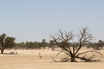 Kgalagadi: Springbok seeking shade in the dry Auob River bed at noon, midsummer.