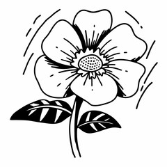 black and white lily