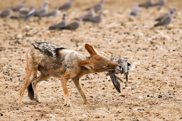 Kgalagadi: Jackal eating a dove its has caught