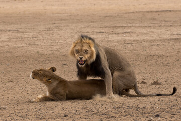 Kgalagadi: Mating pair of lions at Polentswa waterhole.