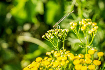 green dragonfly sits on yellow small flowers, blooms in the grass, buds, small, porridge, green leaves, weed, dacha, garden, park