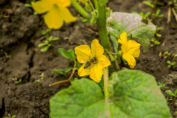 bee on a yellow flower, cucumber, blooming on a thorny stem, small blooming, green leaves, weed, dacha, garden, park