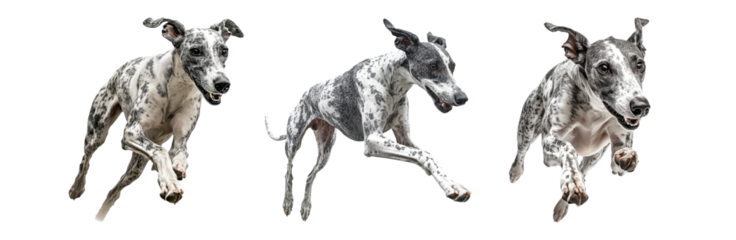 Running Greyhound on Transparent Background