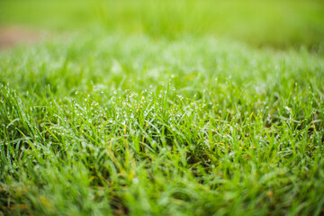 Small green grass covered in bright morning dewdrops