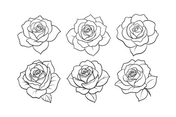 rose flower line art vector illustration