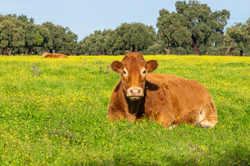 Country Beauty: Limousin Cow in a Flowered Meadow on the Right.