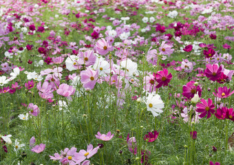 Cosmos flowers blooming in garden