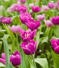 Obraz premium Beautiful flowers pink tulips. Natural background
