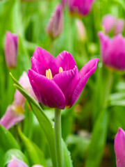 Fototapeta premium Beautiful flowers pink tulips. Natural background