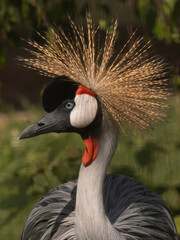 grey crowned crane balearica