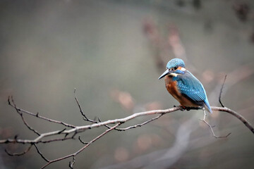 Kingfisher