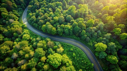 Aerial View of Winding Road Through Lush Green Forest Canopy