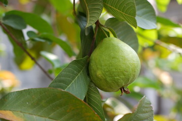 Guava fruit on the tree in the garden with green leaves background
