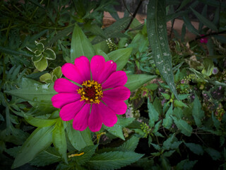 Bright pink zinnia flower in full bloom surrounded by lush green leaves in a garden.