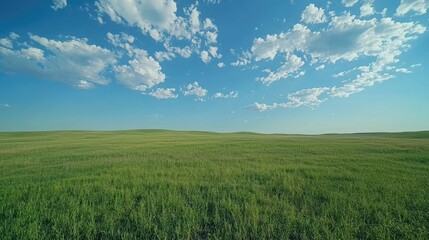 Obraz premium Expansive green grass field under a bright blue sky with scattered clouds 