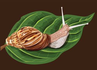 Illustration of a snail on a leaf brown background