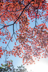 鎌倉2412　報国寺17　もみじ紅葉