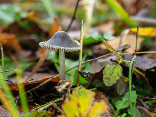 Mycena aetites or Drab Bonnet mushroom. 
Autumn landscape with gray mushroom on a rainy day. Clean environment and ecology