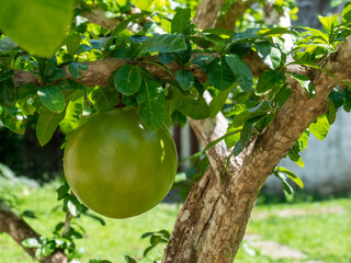 The fruit of the calabash tree (Crescentia cujete) photographed near