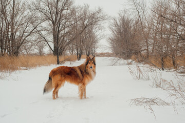 dog in snow