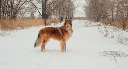 red fox in the snow