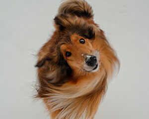 portrait of a dog