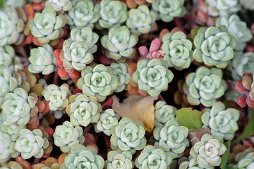 Sedum spathulifolium, also known as a broadleaf stonecrop succulent.