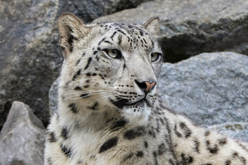 Snow leopard close up portrait