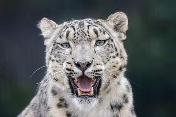 Snow leopard close up portrait