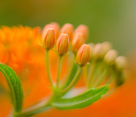 orange tulip flower