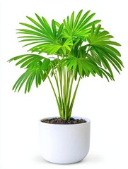 Obraz premium Small palm tree in white pot indoor plant natural decor
