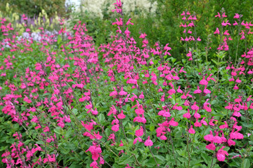 Bright pink Salvia microphylla ‘Cerro Potosí’, also known as baby sage, in flower.