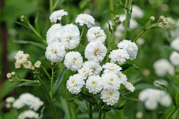 White Achillea ptarmica ‘Perry's White’, also known as sneezewort, in flower. © Alexandra
