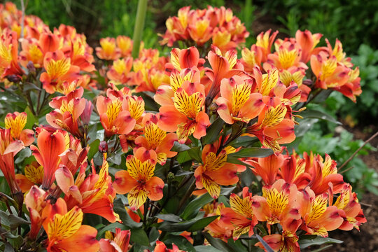 Orange, red and yellow Alstroemeria Peruvian lily ‘Indian Summer’ in flower.