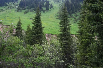 Gardinen Mountains summer landscapes with fir tree on a foggy day. Almaty - Chimbylak © Colobus